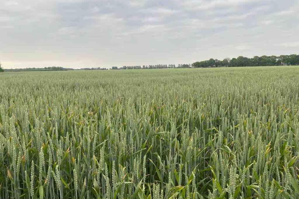 Schrijvershuisje - Sfeer & Stilte Zeeuws Vlaanderen Zaamslag Екстер'єр фото